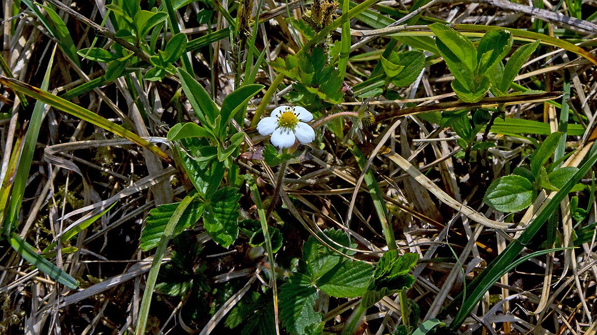 Wild Strawberry [Fragaria vesca]