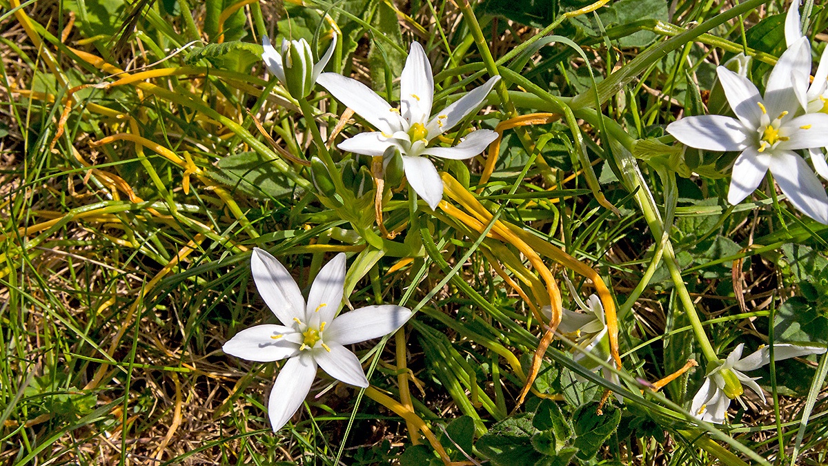 Star-of-Bethlehem [Ornithogalum umbellatum]