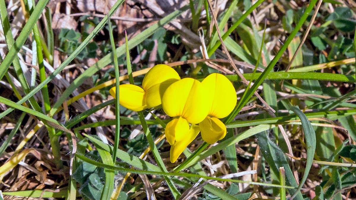 Bird's-foot Trefoil [Lotus corniculatus]