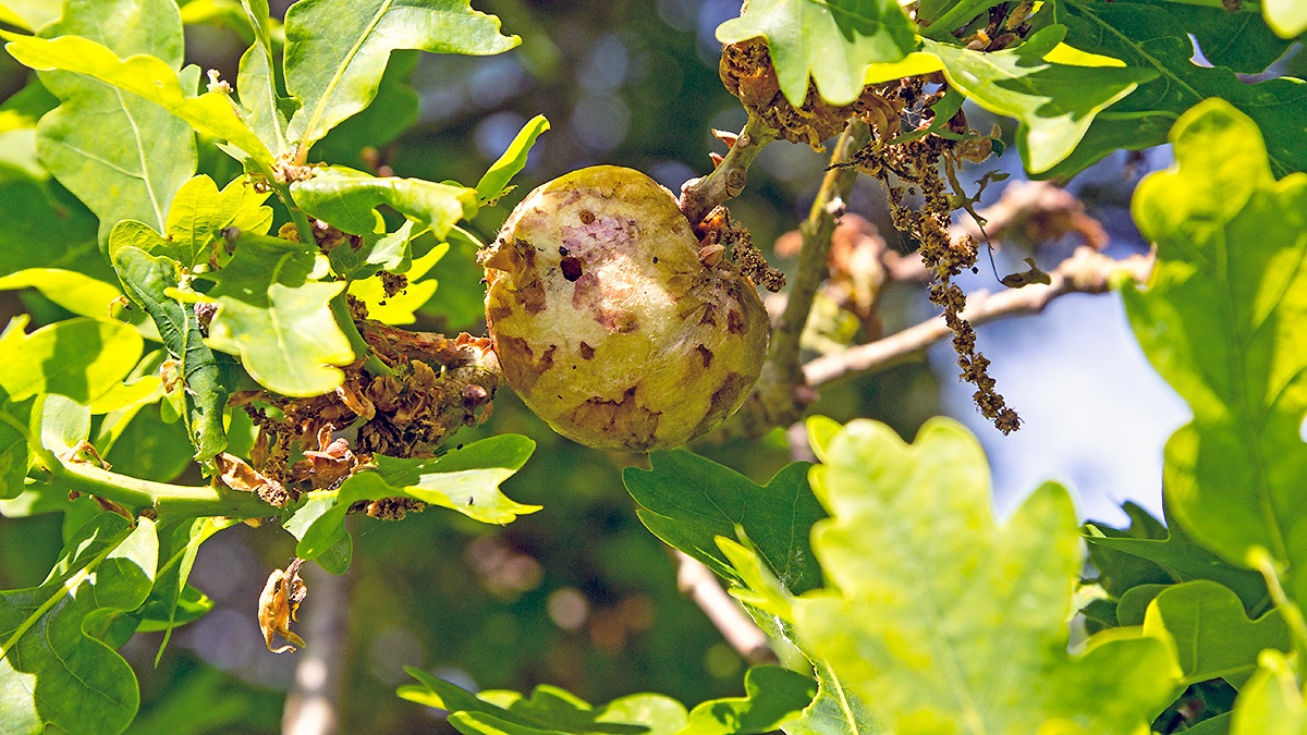 Oak Apple Gall Wasp [Biorhiza pallida]