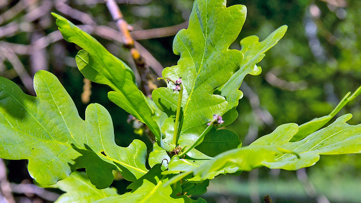 English Oak [Quercus robur]