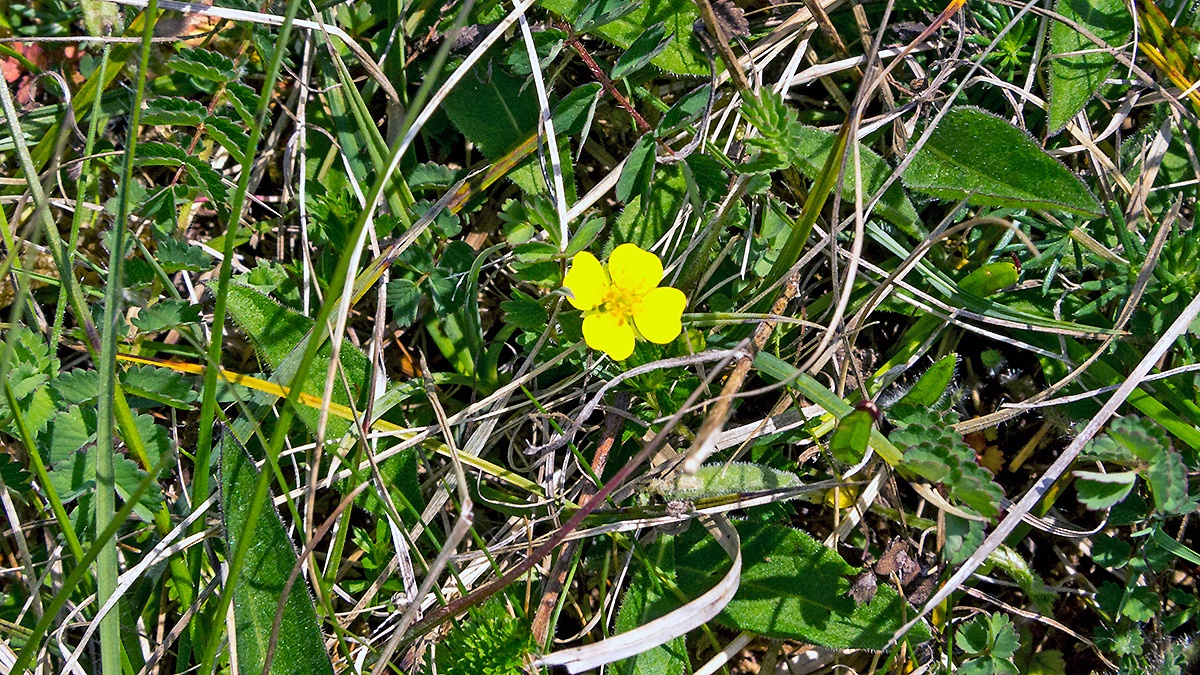 Tormentil [Potentilla erecta]