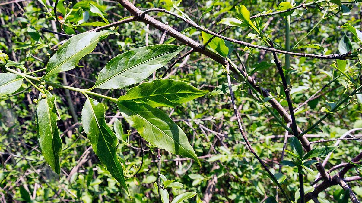 Common Spindle [Euonymus europaeus]