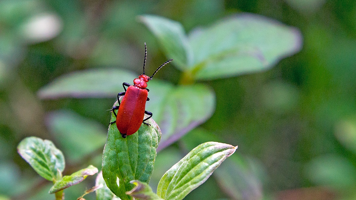 Red-headed Cardinal Beetle [Pyrochroa serraticornis]