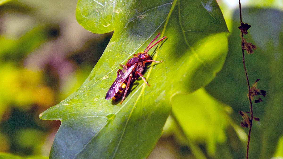 Flavous Nomad Bee [Nomada flava]