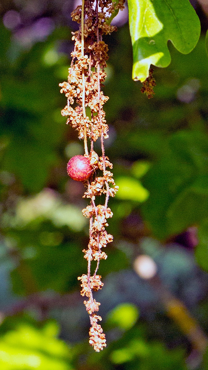 Common Spangle Gall Wasp [Neuroterus quercusbaccarum]