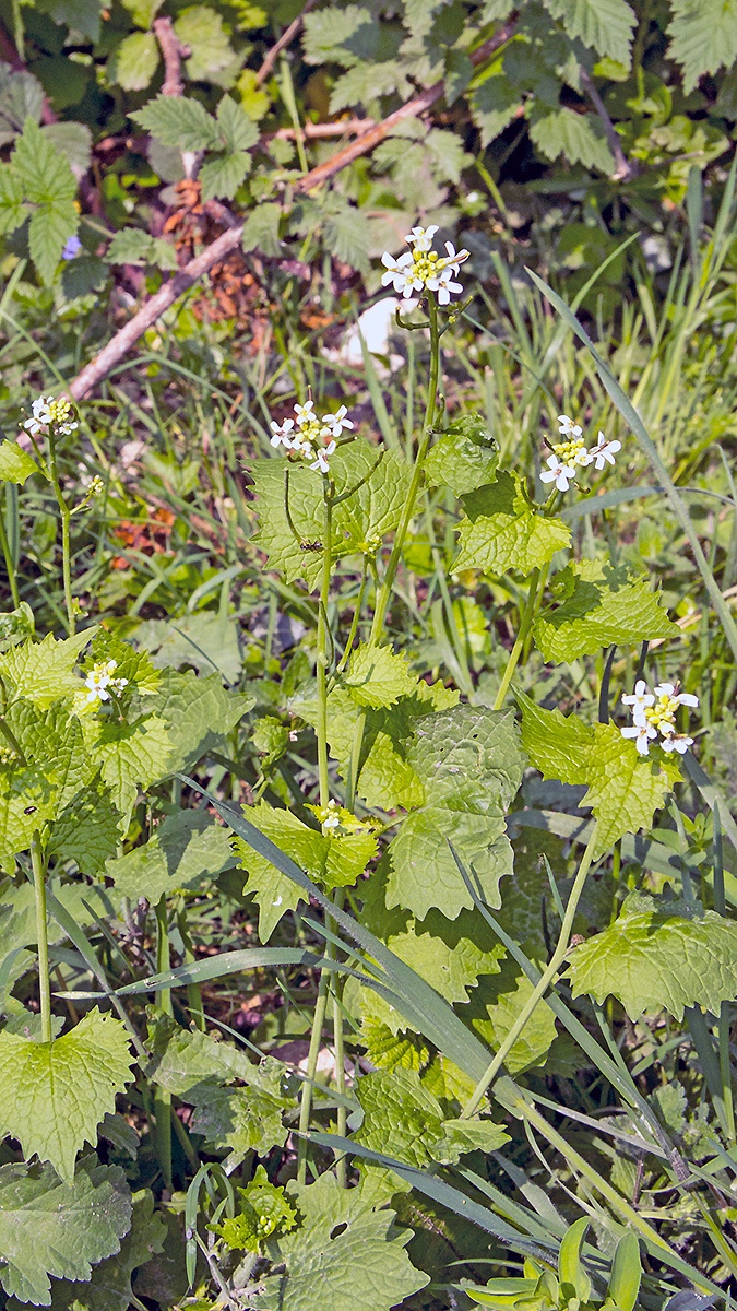 Garlic Mustard [Alliaria petiolata]