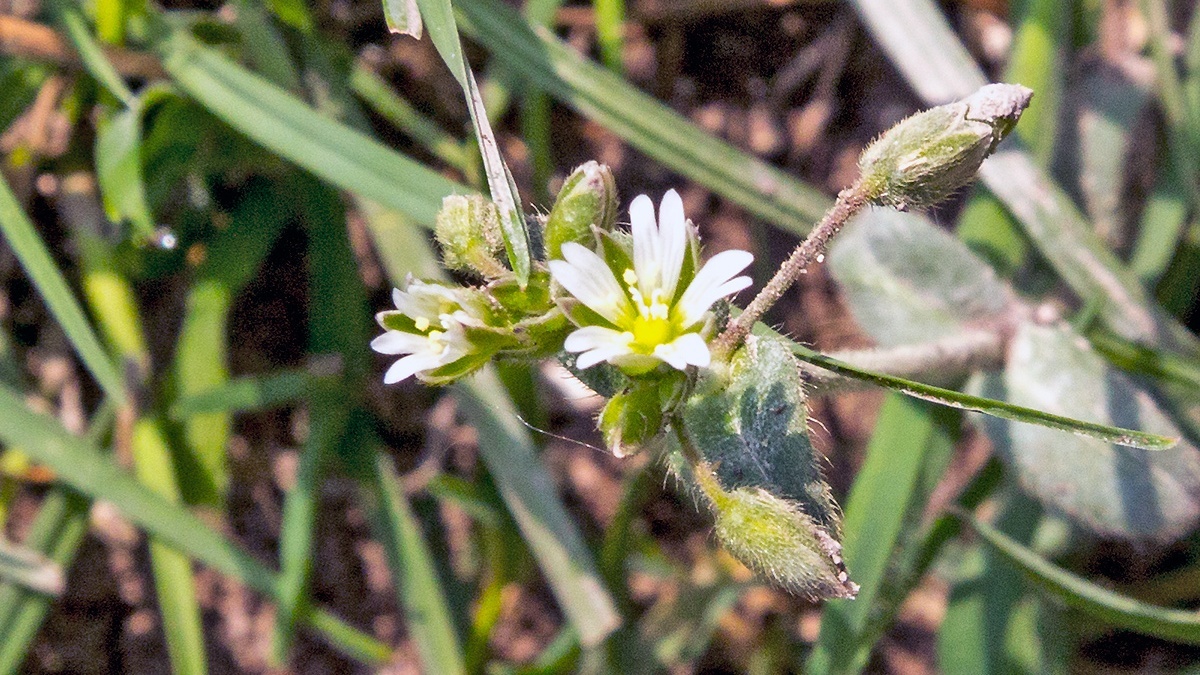 Mouse-ear Chickweed [Cerastium fontanum]