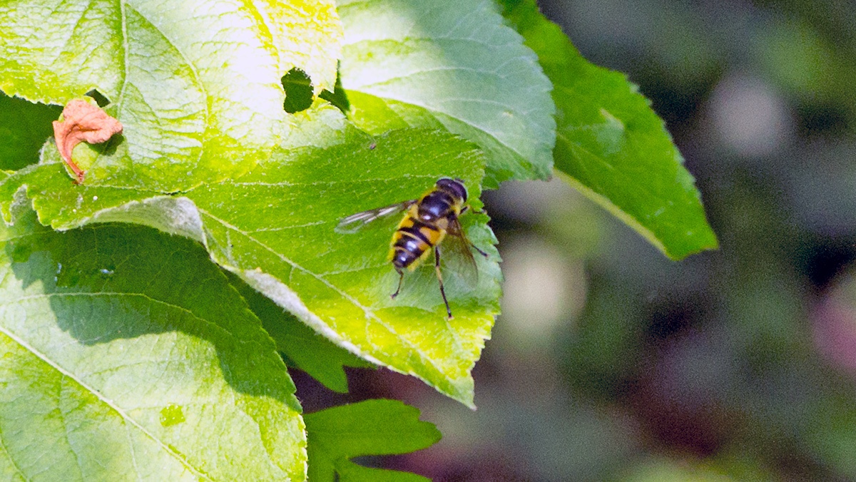 Death's Head Fly (or Batman Hoverfly) [Myathropa florea]