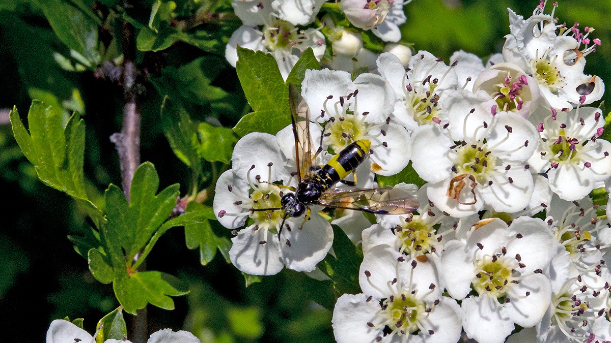 Wayward Sawfly [Tenthredo temula]
