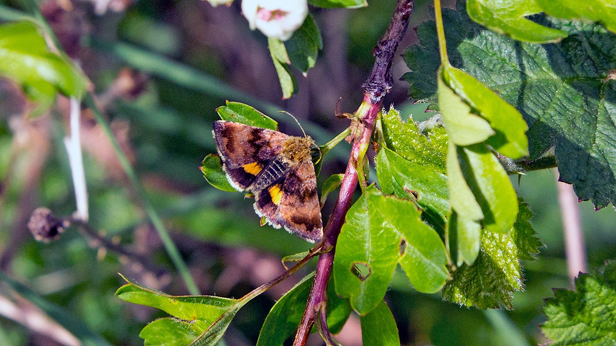 Small Yellow Underwing [Panemeria tenebrata]