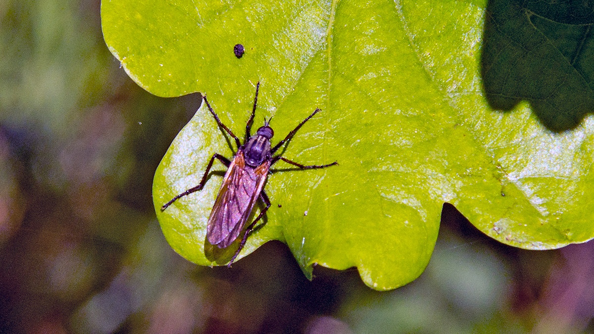 Common Dance Fly [Empis tessellata]