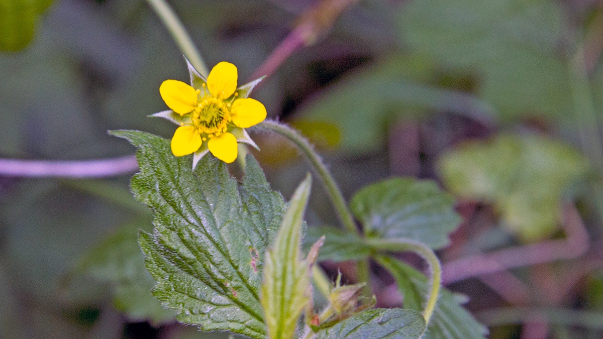 Herb Bennett [Geum urbanum]