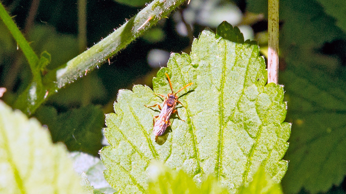 Flavous Nomad Bee [Nomada flava]