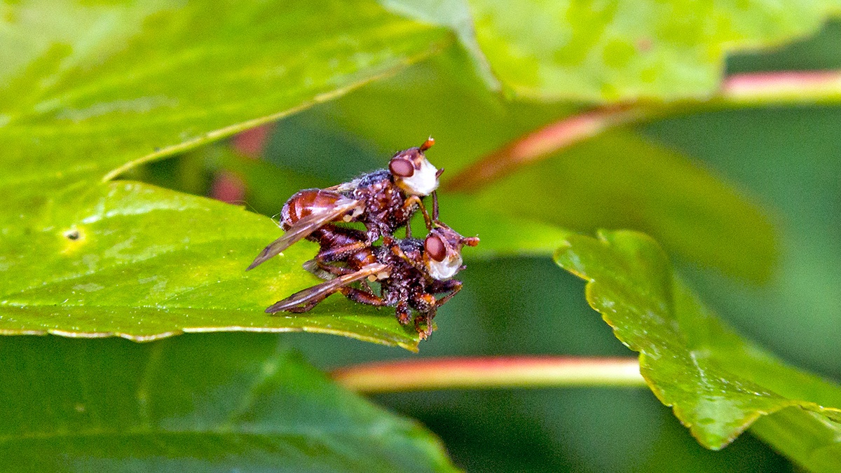 Plain-winged Spring Beegrabber [Myopa testacea]
