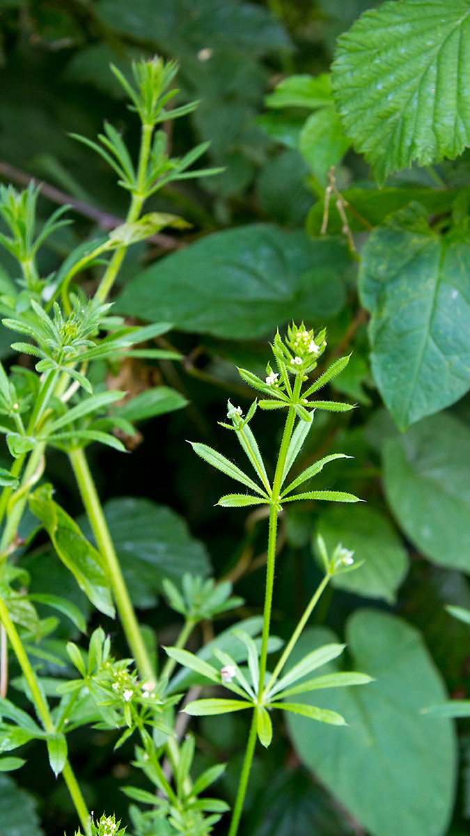 Goosegrass [Galium aparine]