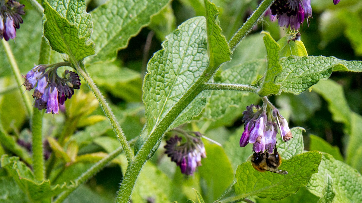 Common Comfrey [Symphytum officinale]