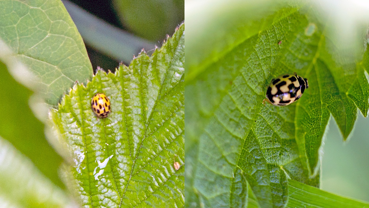 14-spotted ladybird [Propylea quattuordecimpunctata]