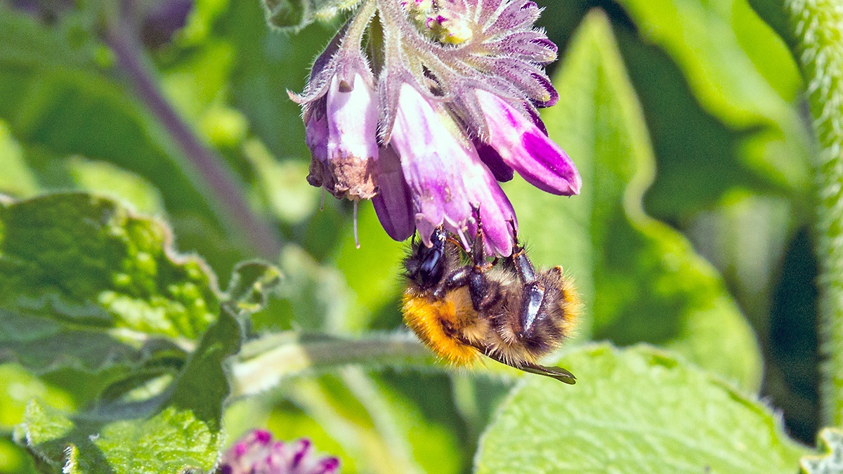 Common Carder Bee [Bombus pascuorum]