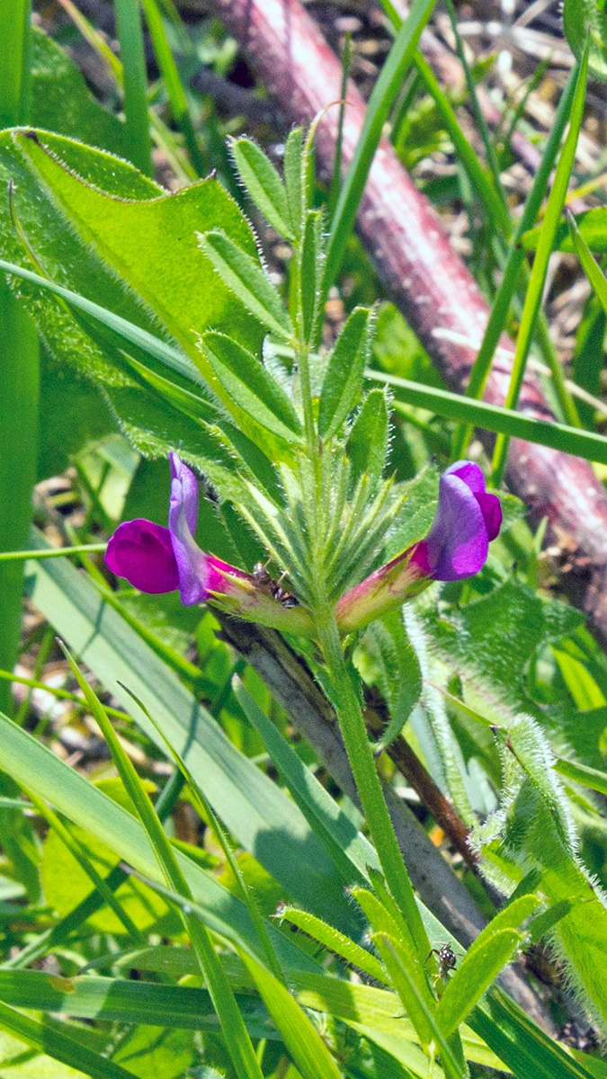 Common Vetch [Vicia sativa]