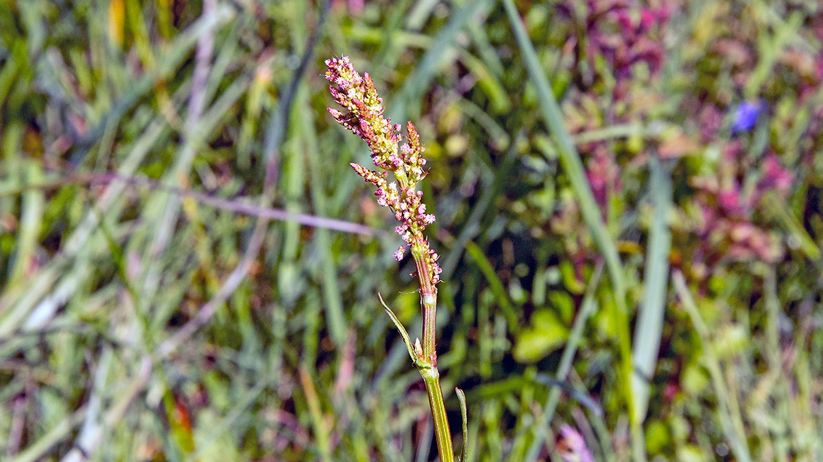 Common Sorrel [Rumex acetosa]