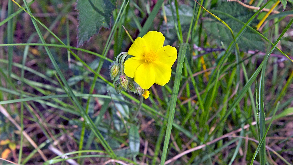 Common Rock-rose [Helianthemum nummularium]