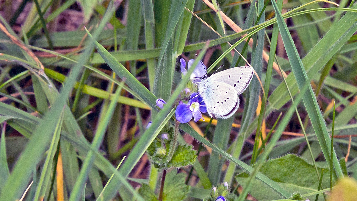 Small Blue [Cupido minimus]