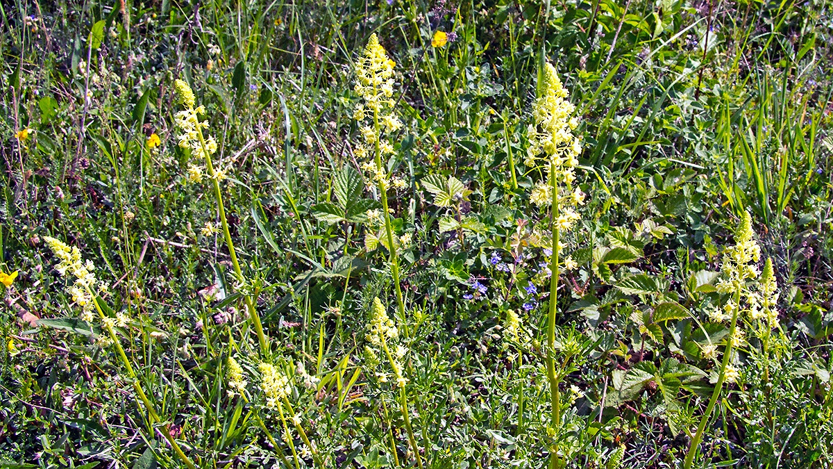 Wild Mignonette [Reseda luteola]