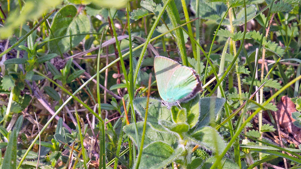 Green Hairstreak [Callophrys rubi]