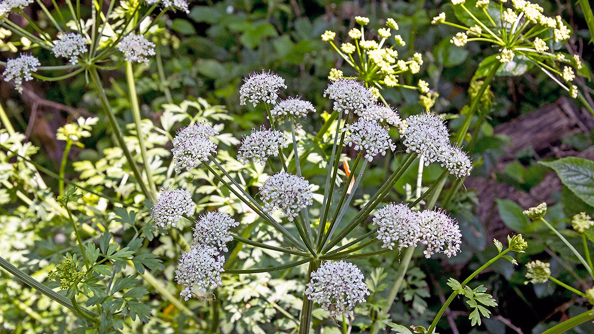 Hemlock Water-dropwort [Oenanthe crocata]