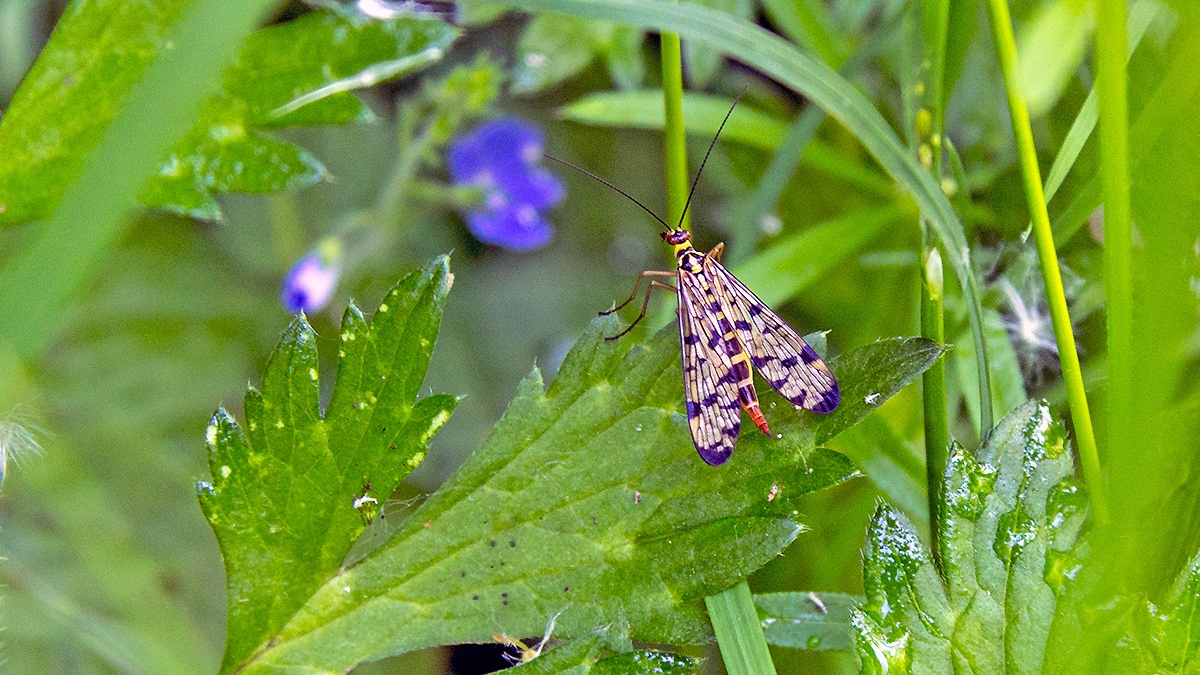 Common Scorpionfly [Panorpa communis]