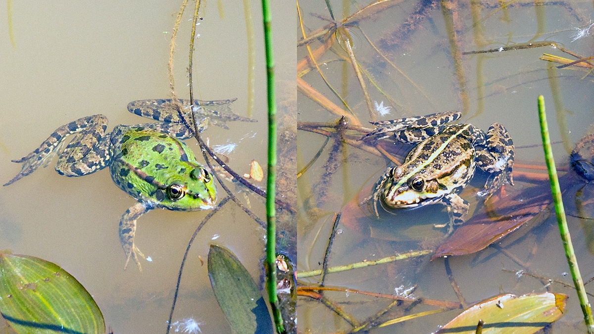 Common Frog [Rana temporaria]