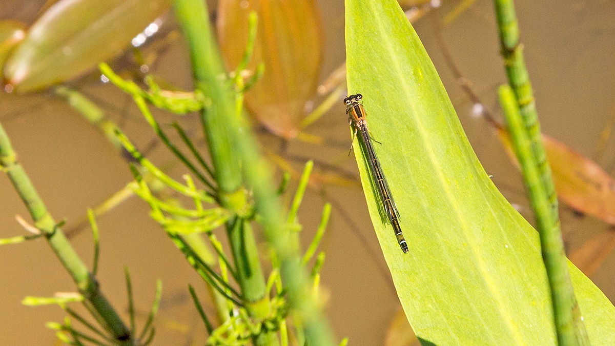 Blue-tailed Damselfly [Ischnura elegans]