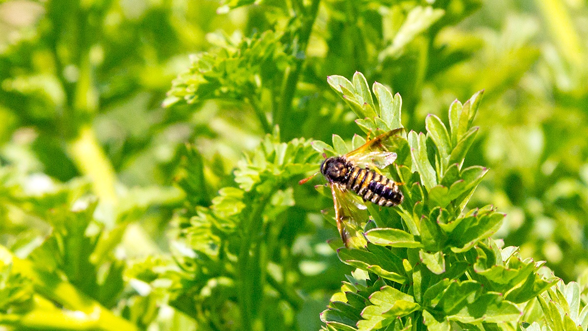 Orange-horned Scabious Sawfly [Abia nitens]