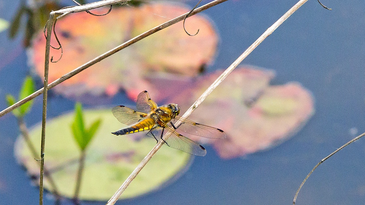 Four-spotted Chaser [Libellula quadrimaculata]