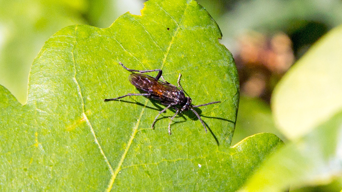 Cinquefoil Strider [Macrophya annulata]