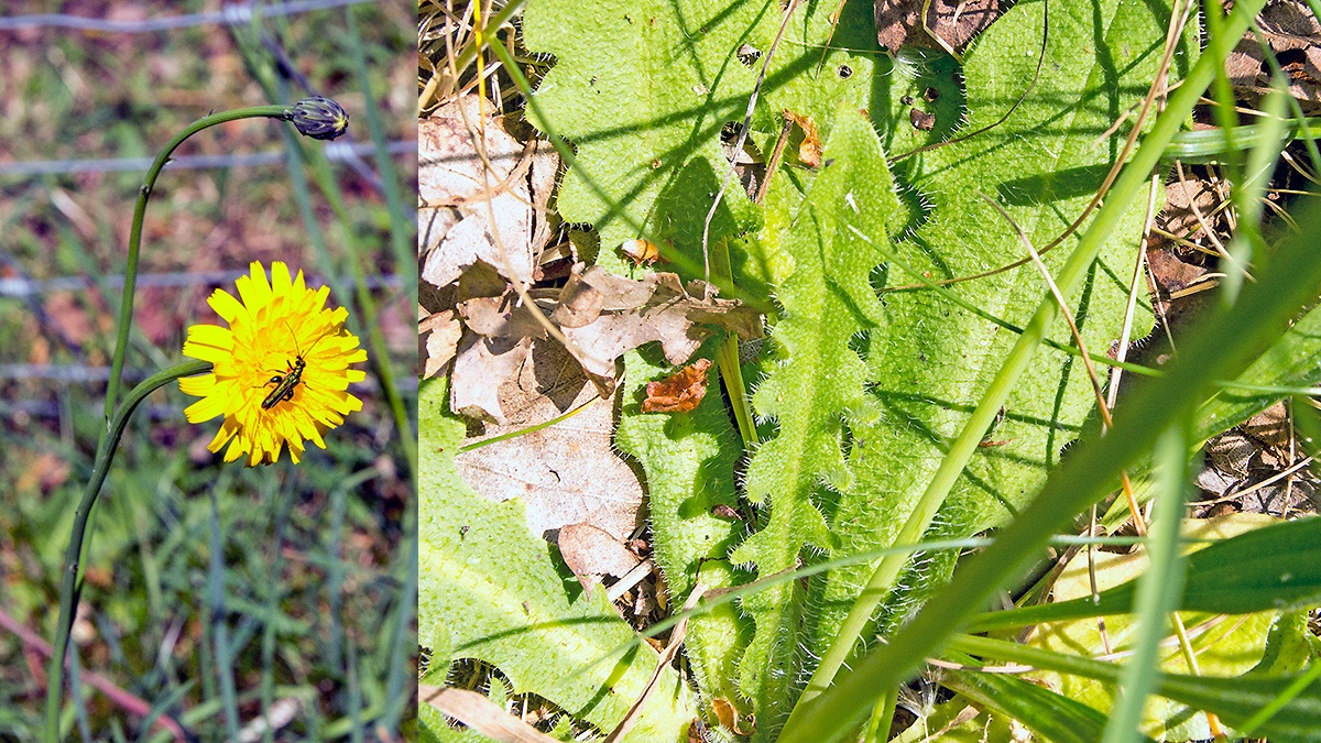 Cat’s-ear [Hypochaeris radicata]