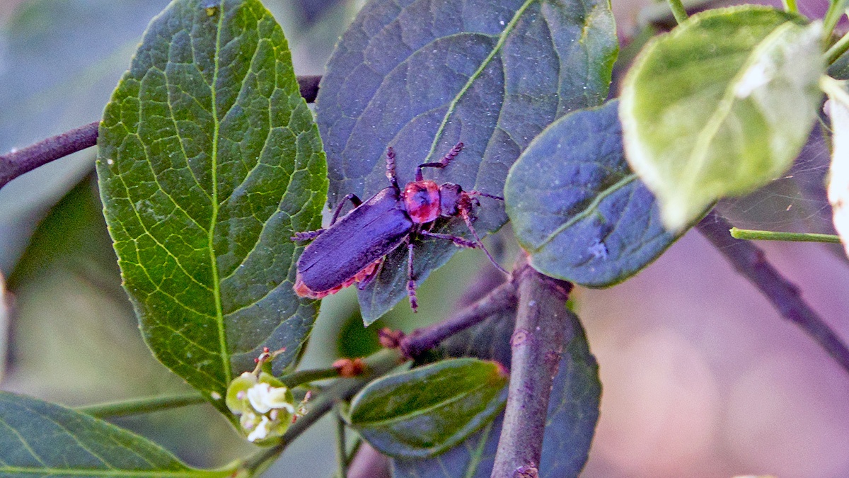 Rustic Sailor Beetle [Cantharis rustica]