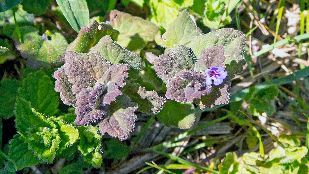 Ground Ivy [Glechoma hederacea]