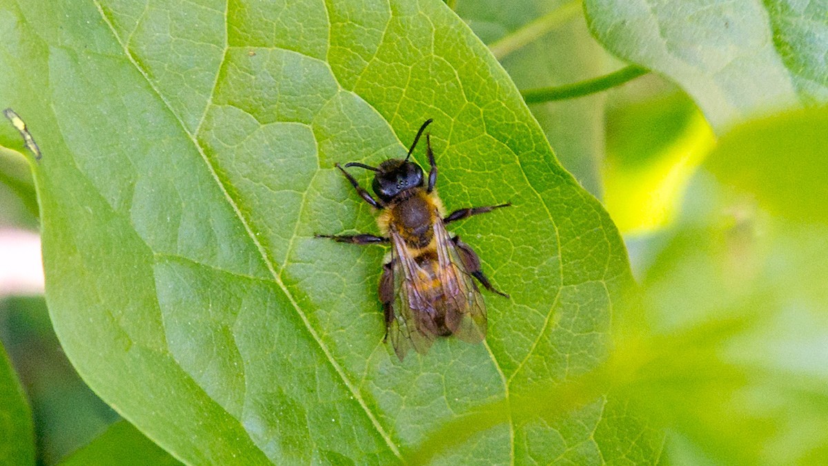 Broad-margined Mining Bee (Andrena synadelpha?)