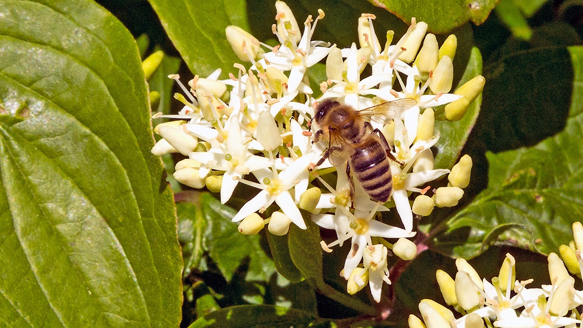 Western Honey Bee [Apis mellifera]