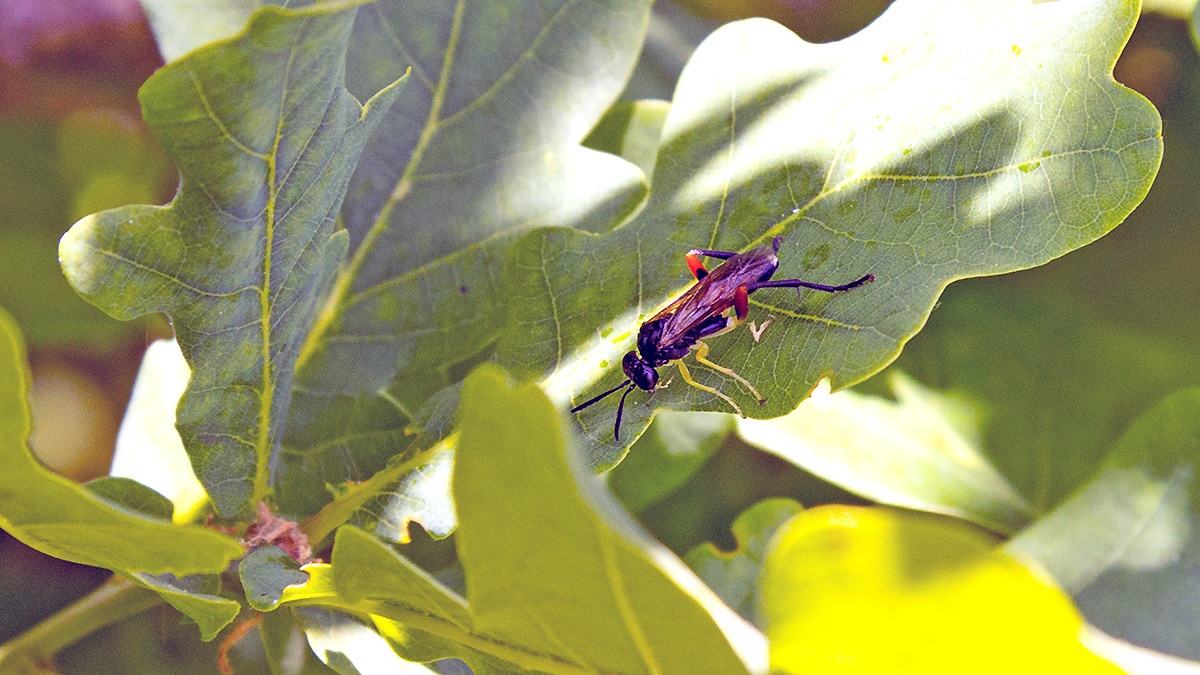 Red-thighed Macrophya [Macrophya rufipes]