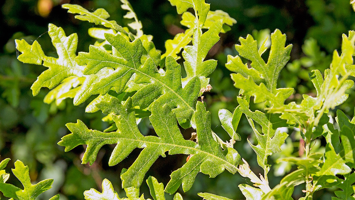 Turkey Oak [Quercus cerris]