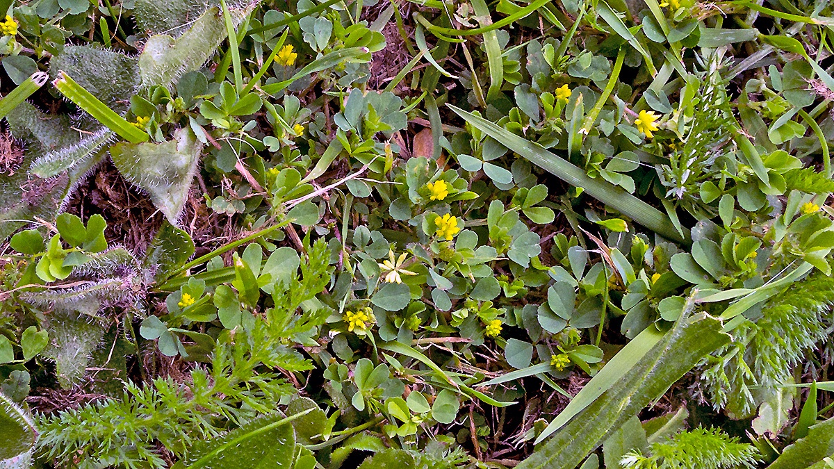 Lesser Trefoil [Trifolium dubium]