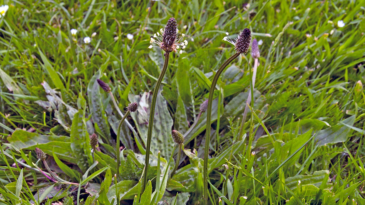 Ribwort Plantain [Plantago lanceolata]