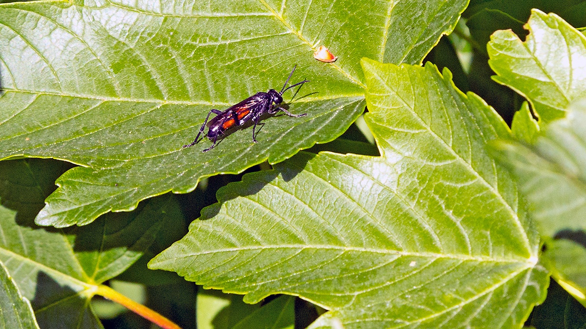 Flecked Strider [Macrophya blanda]