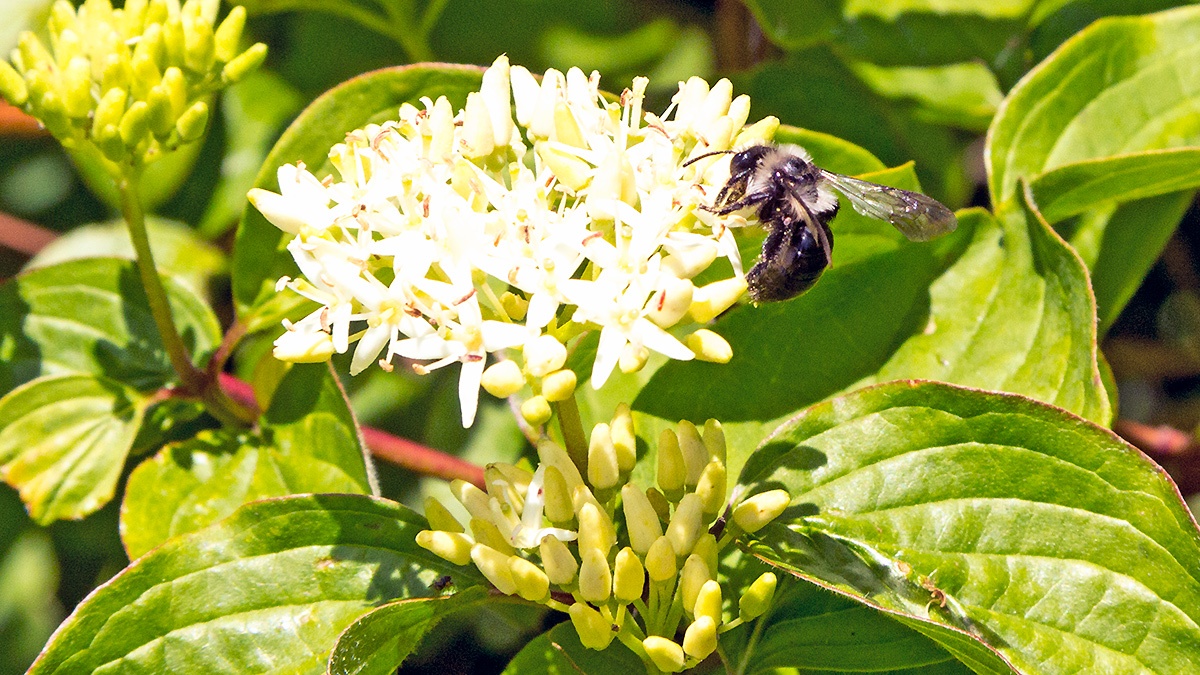 Ashy Mining Bee [Andrena cineraria]