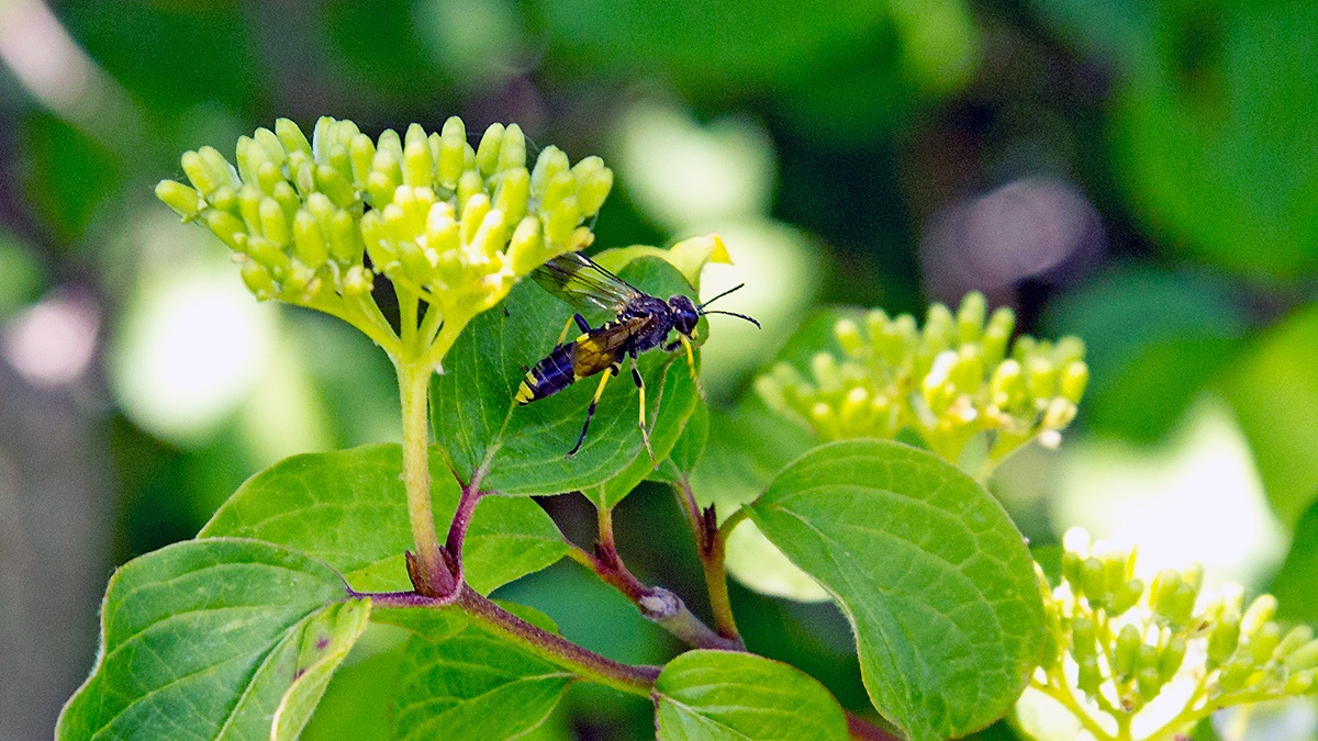 Wayward Sawfly [Tenthredo temula]