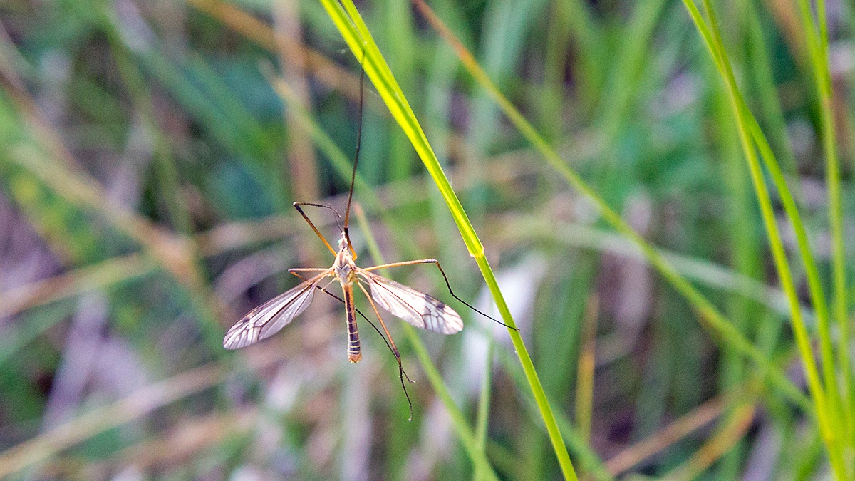 Black-striped Cranefly [Tipula vernalis]