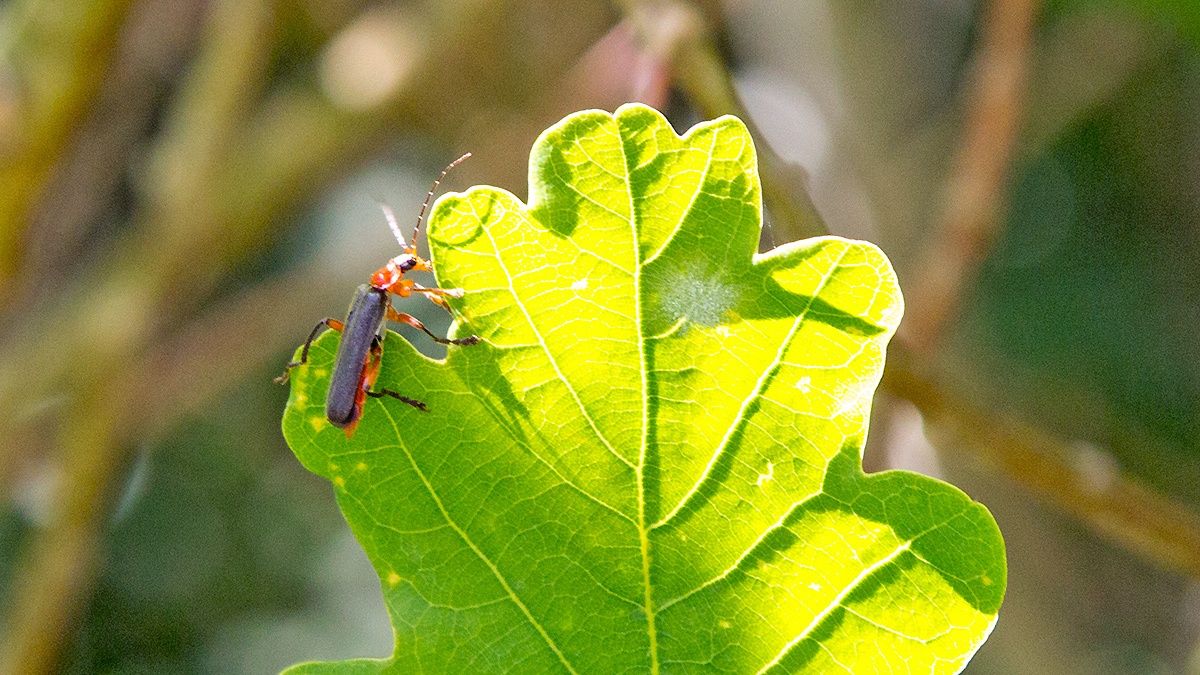 Soldier Beetle [Cantharis pellucida]